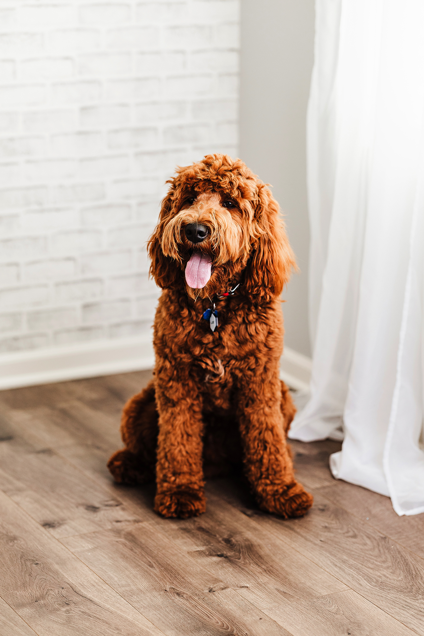 Goldendoodle Breed Standard - Goldendoodle Association of North America