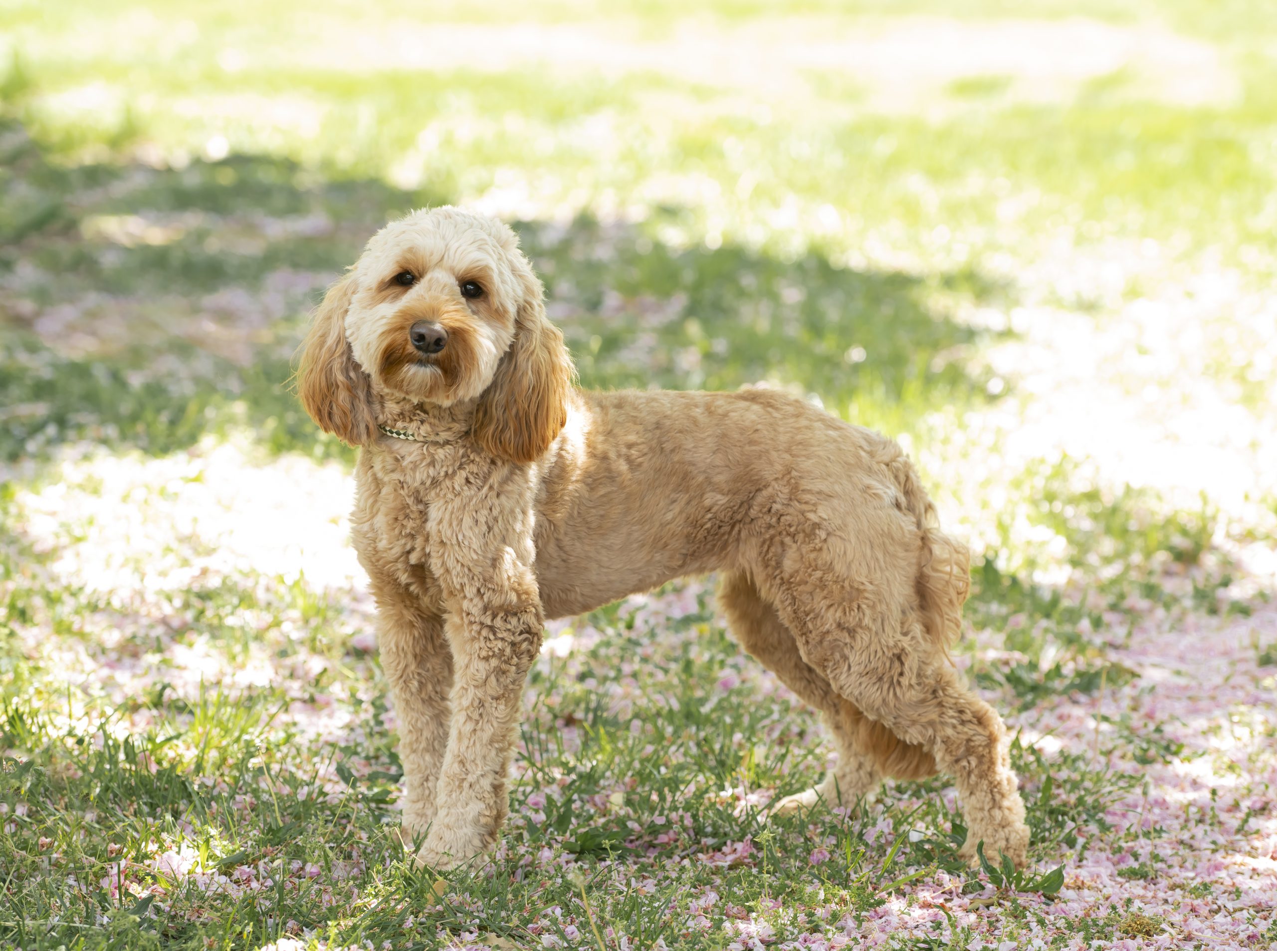 Skinny goldendoodle best sale