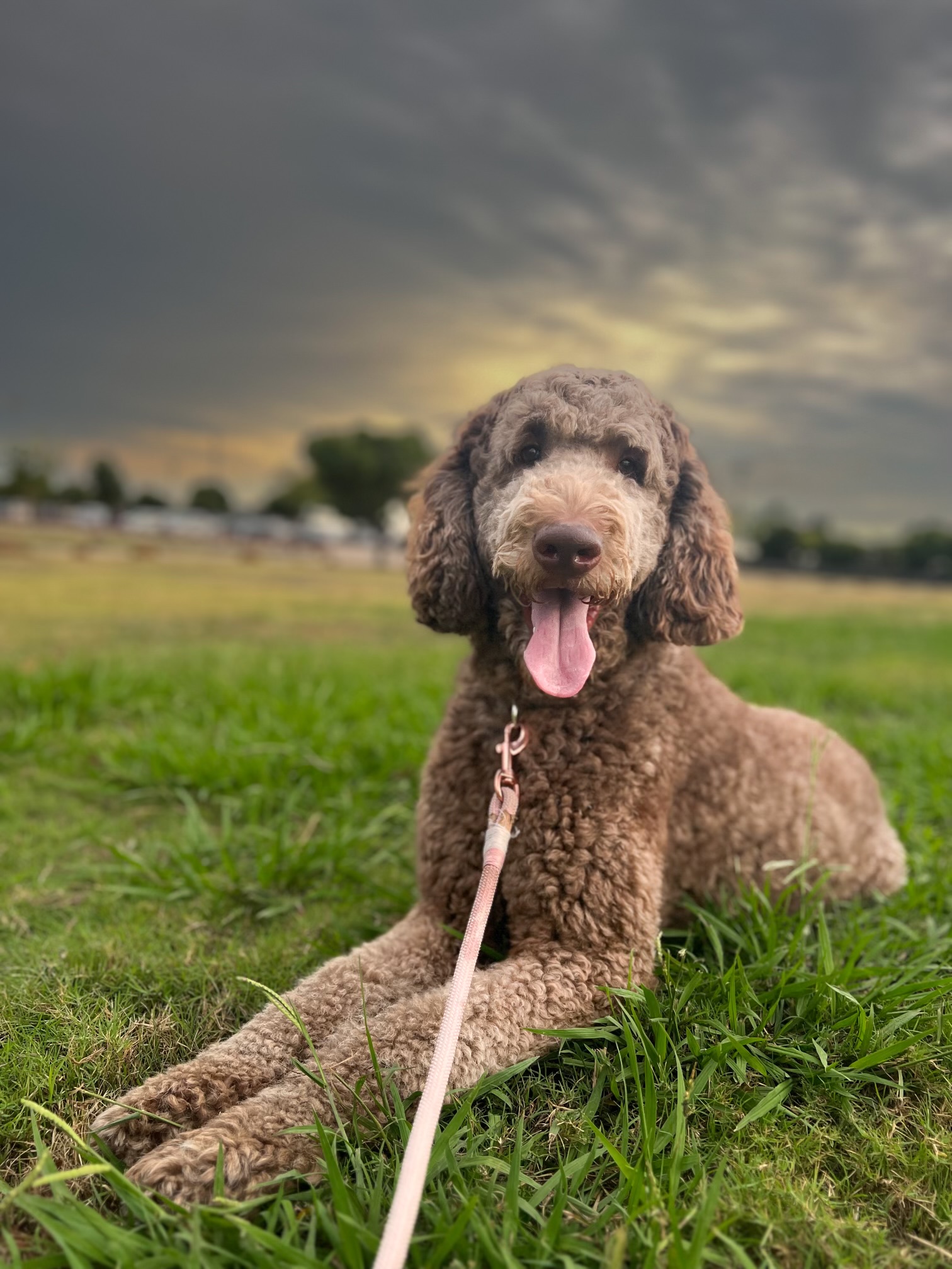 how often do you brush a goldendoodle