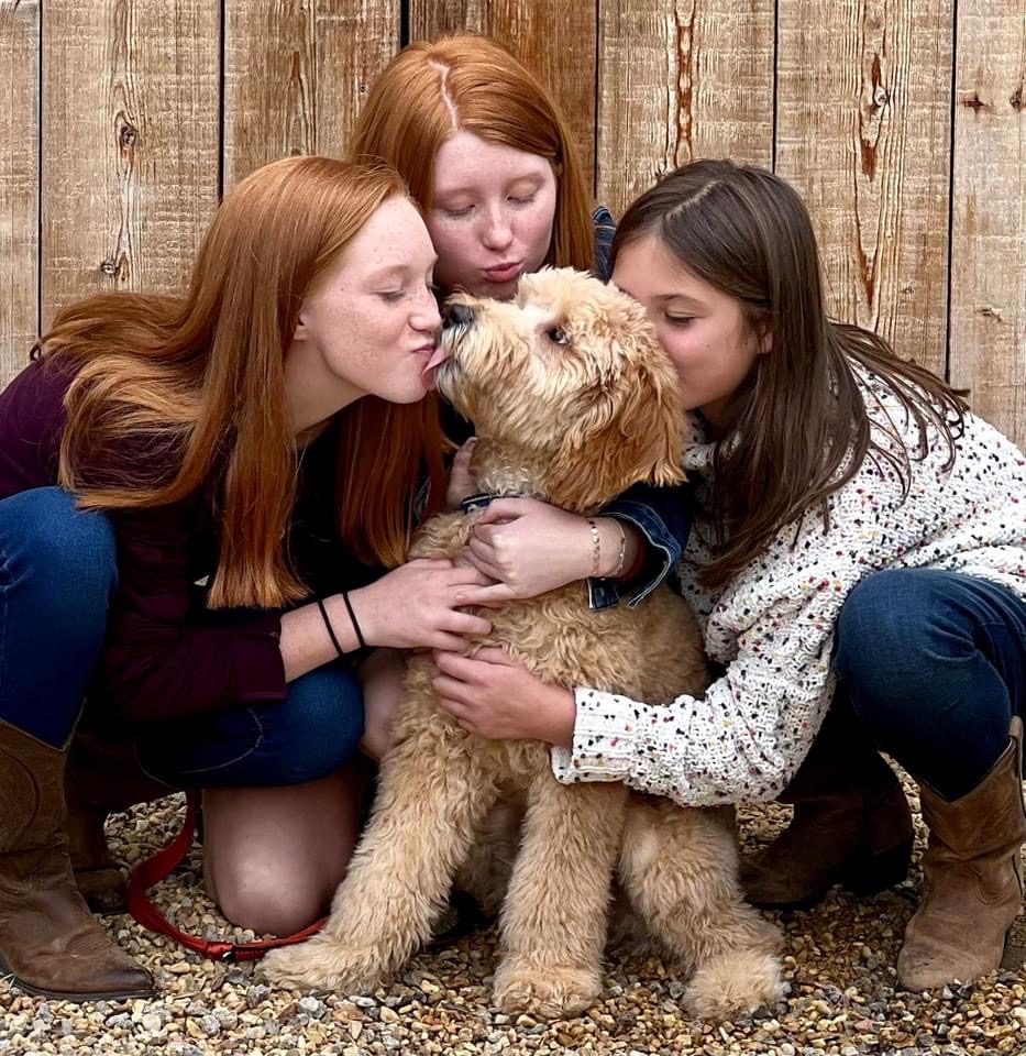 Goldendoodle Sizes - Goldendoodle Association of North America