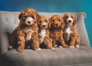 Goldendoodle Association Of North America (GANA)