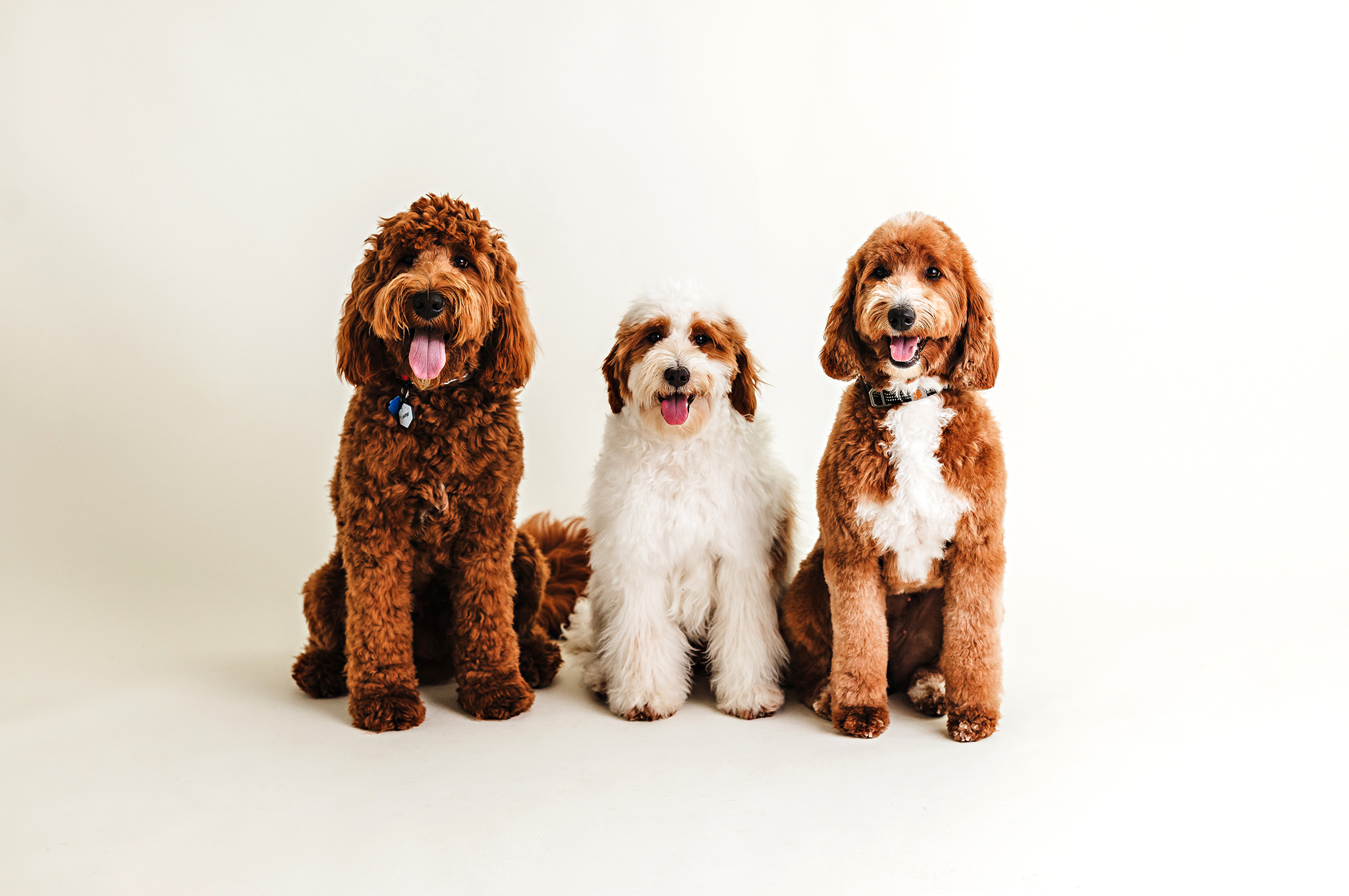 Goldendoodle Sizes - Goldendoodle Association of North America