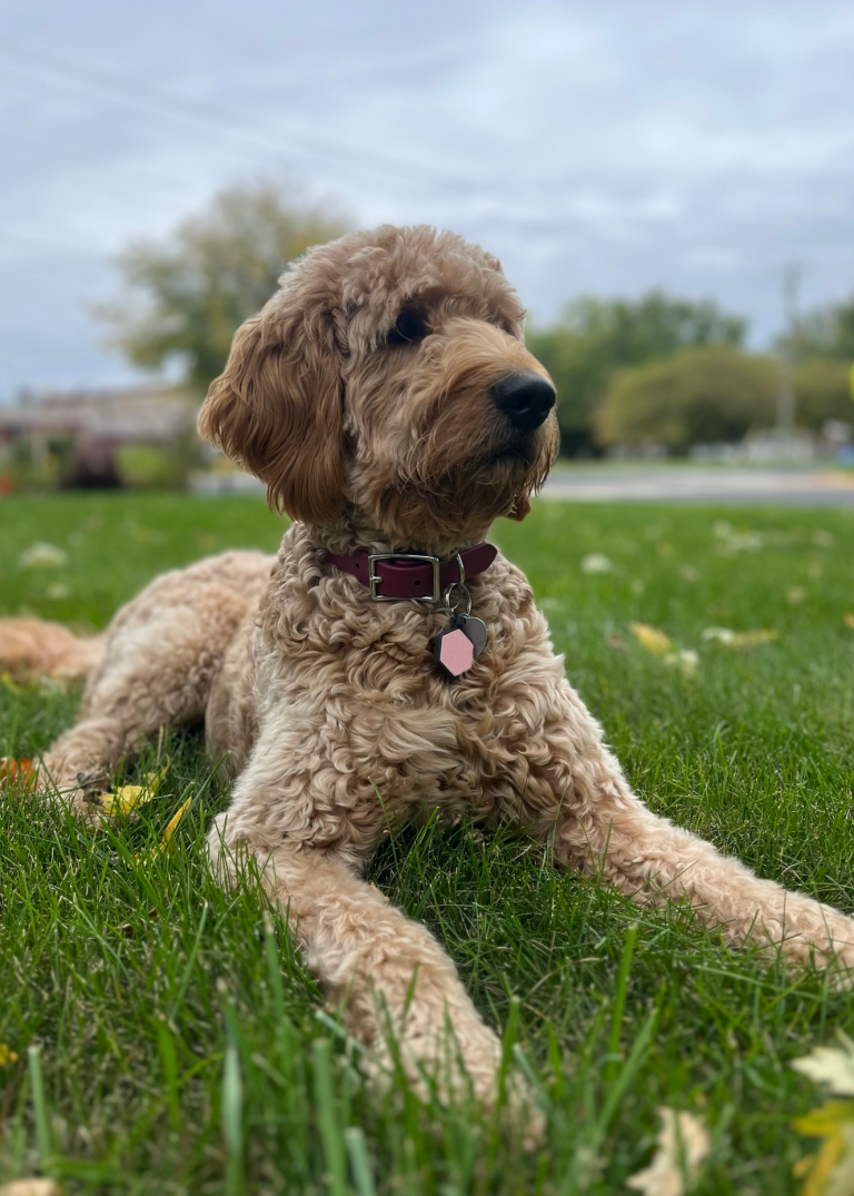 Goldendoodle Appearance - Goldendoodle Association of North America